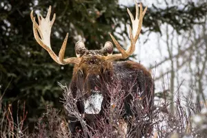 Tour image of 8 Hour Combination Snowshoe & Wildlife Viewing in Grand Teton National Park