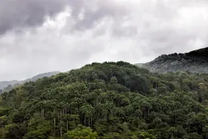 Tour image of Rainforest Tour