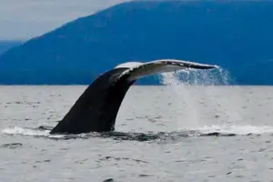 Tour image of Sitka Eco-Friendly Catch & Release Private Fishing Charter