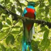 Image of Bird Watching