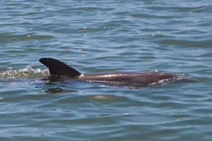 Tour image of Dolphin and Wildlife Adventure of St. Augustine