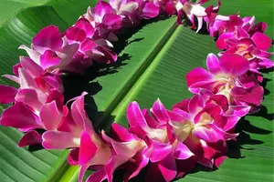 Tour image of Private Round-Trip Transfer: Maui Kahului Airport to Maui Hotels