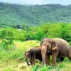 Image of Wildlife Watching