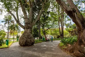 Tour image of Old Funchal Walking Tour