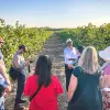 Image of Wine Tours
