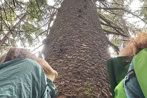 Tour image of Alaska Nature Immersion: Forest Therapy Tour in Haines, Alaska