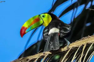 Tour image of Combo Rainforest Bijagua and Floating