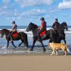 Image of Horseback Riding