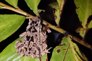 Tour image of Kubah's Nocturnal Wonders Nighttime Frog Safari