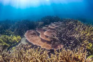 Tour image of (3 Days) PADI Open Water Diver Course Kota Kinabalu