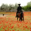 Image of Horseback Riding