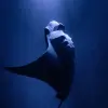 Image of Scuba Diving