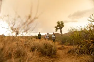 Tour image of Joshua Tree Full Day Private Tour & Hike