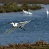 Image of Bird Watching