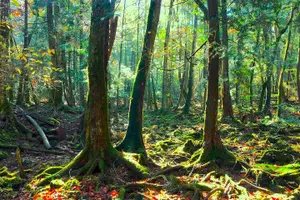 Tour image of Explore Mt. Fuji Ice Cave in Aokigahara Forest