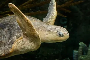 Tour image of Skip the Ticketing Line: Aquarium of the Pacific General Admission Ticket