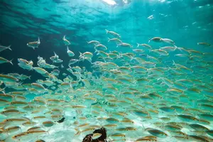 Tour image of Koh Nang Yuan and Koh Tao 5 Point Snorkeling Tour