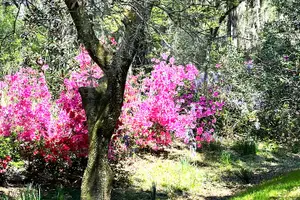 Tour image of Magnolia Plantation Tour: Roundtrip Transportation & Three Tours