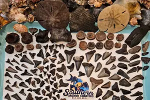 Tour image of Charleston/Folly Beach Shark Tooth and fossil Island Drop off