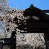 Image of Cherry Blossom