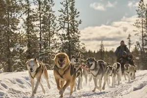 Tour image of Half-Day Dog Sledding Trip near Kiruna, Sweden