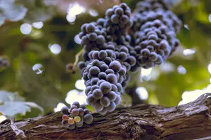 Tour image of 3-Winery Tour: Lunch Included from Paso Robles/Atascadero
