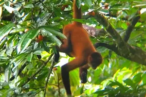 Tour image of Palo Verde National Park River Jungle Safari