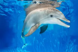 Tour image of The Dolphin Encounter Tour and Clearwater Beach Tour