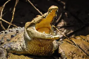 Image of Costa Rica