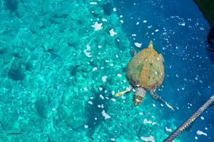 Tour image of Marmaris Dalyan Turtle Beach Tour : Lunch&Mud Baths&King Tombs