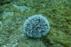 Tour image of Guided Shore Diving Tour