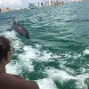 Image of Dolphin Watching