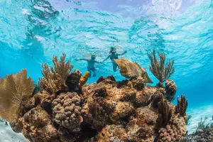 Tour image of Half-Day Private Stingray City Charter - Grand Cayman - BTC