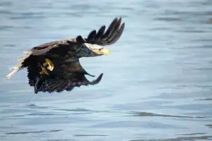 Tour image of Sea Eagle Safari from Svolvær to Trollfjorden