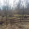 Image of Safaris