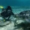 Image of Swimming