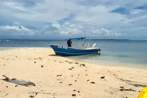 Tour image of Barrier Reef Snorkeling from Hopkins Village