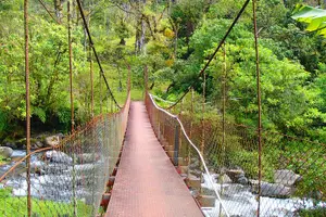 Tour image of Cloud Forest Wildlife Hike 8:30am (Minimum of 2 people required )
