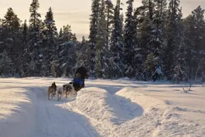 Tour image of Discover Dog Sledding Driving in Svappavaara near Kiruna