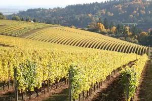 Tour image of Private - Willamette Valley Wine Tour From Portland (tasting fees included)
