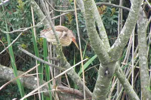 Tour image of Half-day birdwatching around Faro