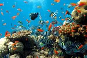 Tour image of Underwater World Pattaya