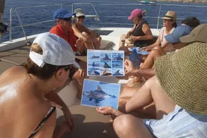 Tour image of Private Marine Life Spotting - Dolphin watching EcoMarine Malta