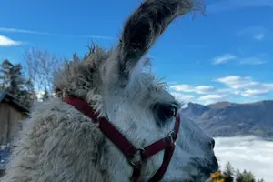 Tour image of Llama hike through the wonderful Liechtenstein mountains