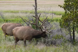 Tour image of Yellowstone Lower Loop Full-Day Tour