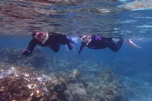 Tour image of Snorkeling Tour to Swim with Sea Turtles at Yakushima Island