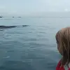 Image of Whale Watching