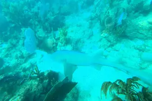 Tour image of Coral Reef Snorkel Adventure with Photos and Videos