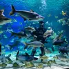 Image of Aquariums