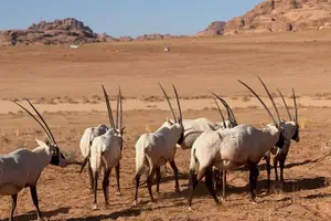 Tour image of (Bajdah) Hisma Desert and NEOM Wildlife Reserve